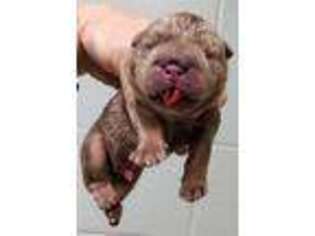 Bulldog Puppy for sale in Broken Arrow, OK, USA