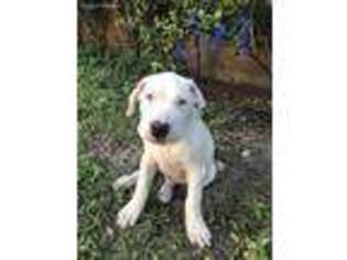 Dogo Argentino Puppy for sale in Orlando, FL, USA