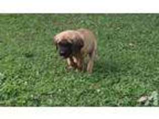 Mastiff Puppy for sale in PARKERSBURG, WV, USA