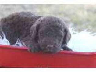 Labradoodle Puppy for sale in Azle, TX, USA