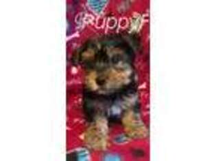 Yorkshire Terrier Puppy for sale in Fairfield, CA, USA