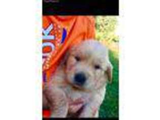 Golden Retriever Puppy for sale in Kellyville, OK, USA