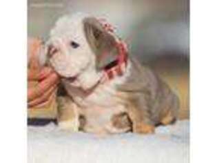 Bulldog Puppy for sale in Apple Valley, CA, USA