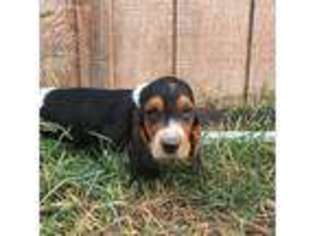 Basset Hound Puppy for sale in Blackfoot, ID, USA