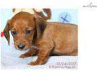 Dachshund Puppy for sale in Williamsport, PA, USA