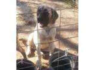 Mastiff Puppy for sale in Bowie, TX, USA