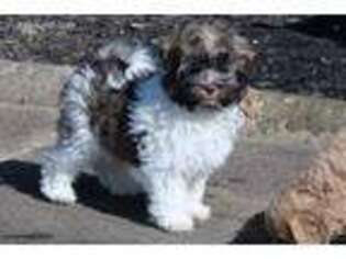 Havanese Puppy for sale in Union Bridge, MD, USA