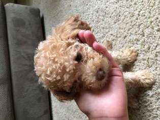 Mutt Puppy for sale in Dublin, OH, USA