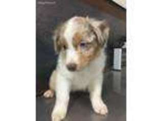 Australian Shepherd Puppy for sale in Prosser, WA, USA