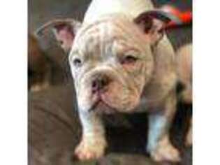 American Bulldog Puppy for sale in Fort Lauderdale, FL, USA