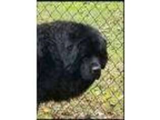 Newfoundland Puppy for sale in Freeland, PA, USA