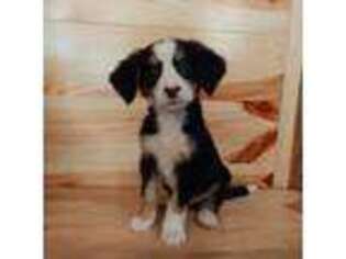 Bernese Mountain Dog Puppy for sale in Lexington, NC, USA