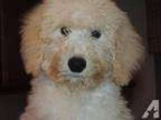 Mutt Puppy for sale in TAUNTON, MA, USA