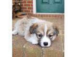 Pembroke Welsh Corgi Puppy for sale in Powhatan, VA, USA