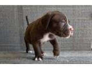 Mastiff Puppy for sale in Jonesburg, MO, USA
