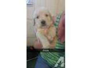 Golden Retriever Puppy for sale in MARION, IN, USA