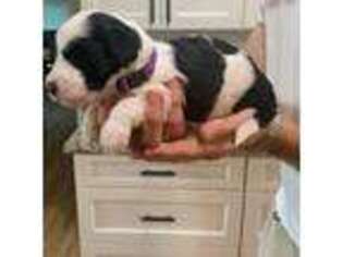 Mutt Puppy for sale in Roopville, GA, USA