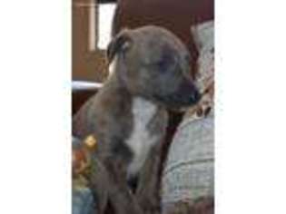 Whippet Puppy for sale in Las Vegas, NV, USA