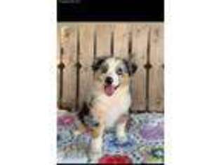 Australian Shepherd Puppy for sale in Moody, MO, USA