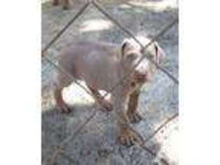 Doberman Pinscher Puppy for sale in REDDING, CA, USA