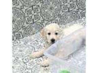 Goldendoodle Puppy for sale in San Francisco, CA, USA