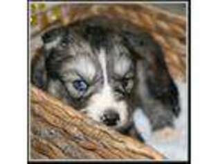 Siberian Husky Puppy for sale in Brookfield, VT, USA
