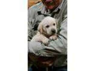 Labrador Retriever Puppy for sale in Hay Springs, NE, USA