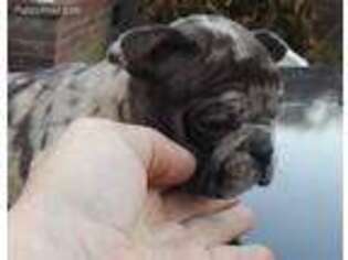 Mutt Puppy for sale in Cottageville, SC, USA