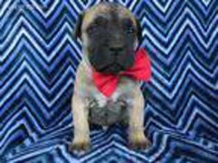 Boerboel Puppy for sale in Lancaster, PA, USA