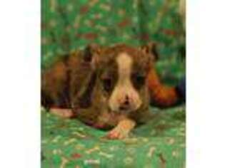 Chihuahua Puppy for sale in Joplin, MO, USA