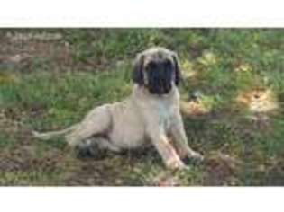 Mastiff Puppy for sale in Joplin, MO, USA