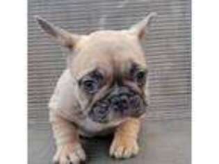 French Bulldog Puppy for sale in Peoria, IL, USA