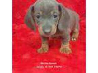 Dachshund Puppy for sale in Mount Olive, NC, USA