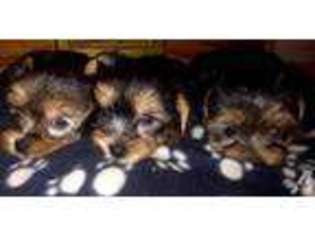 Yorkshire Terrier Puppy for sale in BEAUFORT, SC, USA
