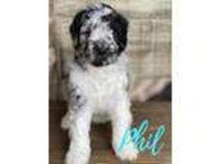 Goldendoodle Puppy for sale in Sherman, TX, USA