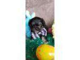 Shorkie Tzu Puppy for sale in Defiance, OH, USA