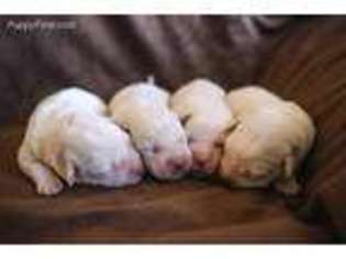 Labrador Retriever Puppy for sale in Buckeye, AZ, USA