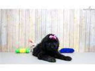 Labradoodle Puppy for sale in Chillicothe, OH, USA