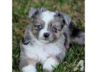 Australian Shepherd Puppy for sale in RICHMOND, IN, USA