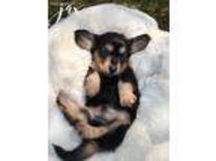 Dachshund Puppy for sale in Searcy, AR, USA