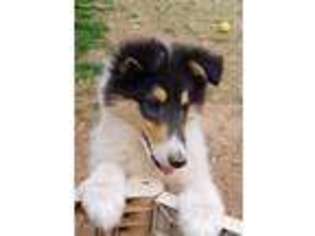 Collie Puppy for sale in Canton, GA, USA