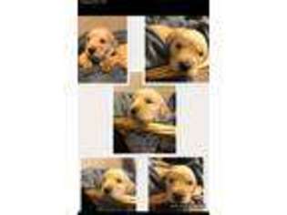 Golden Retriever Puppy for sale in Fairland, OK, USA