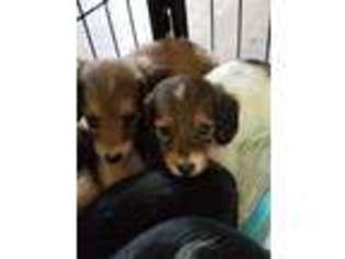 Dachshund Puppy for sale in Blanchester, OH, USA