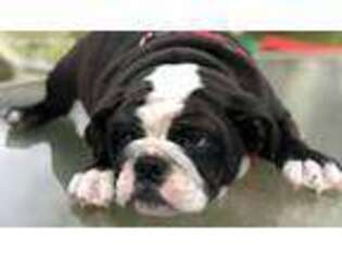 Bulldog Puppy for sale in Humble, TX, USA