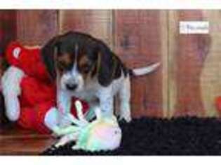Beagle Puppy for sale in Jonesboro, AR, USA