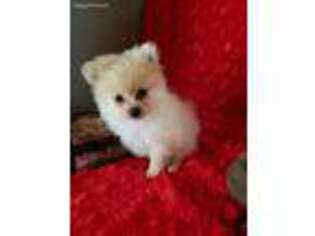 Pomeranian Puppy for sale in Rocky Comfort, MO, USA