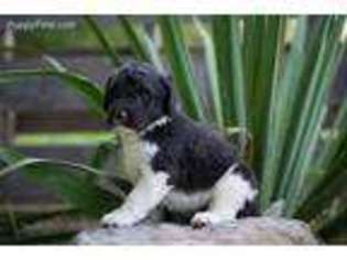 Saint Berdoodle Puppy for sale in English, IN, USA