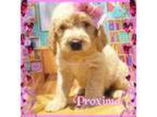 Labradoodle Puppy for sale in Whitwell, TN, USA