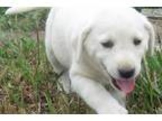 Labrador Retriever Puppy for sale in Pierre, SD, USA
