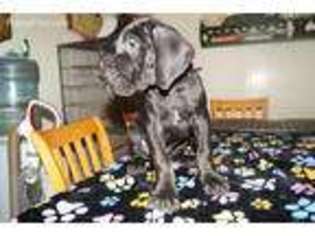 Great Dane Puppy for sale in Colorado City, TX, USA